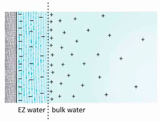 EZ water structure